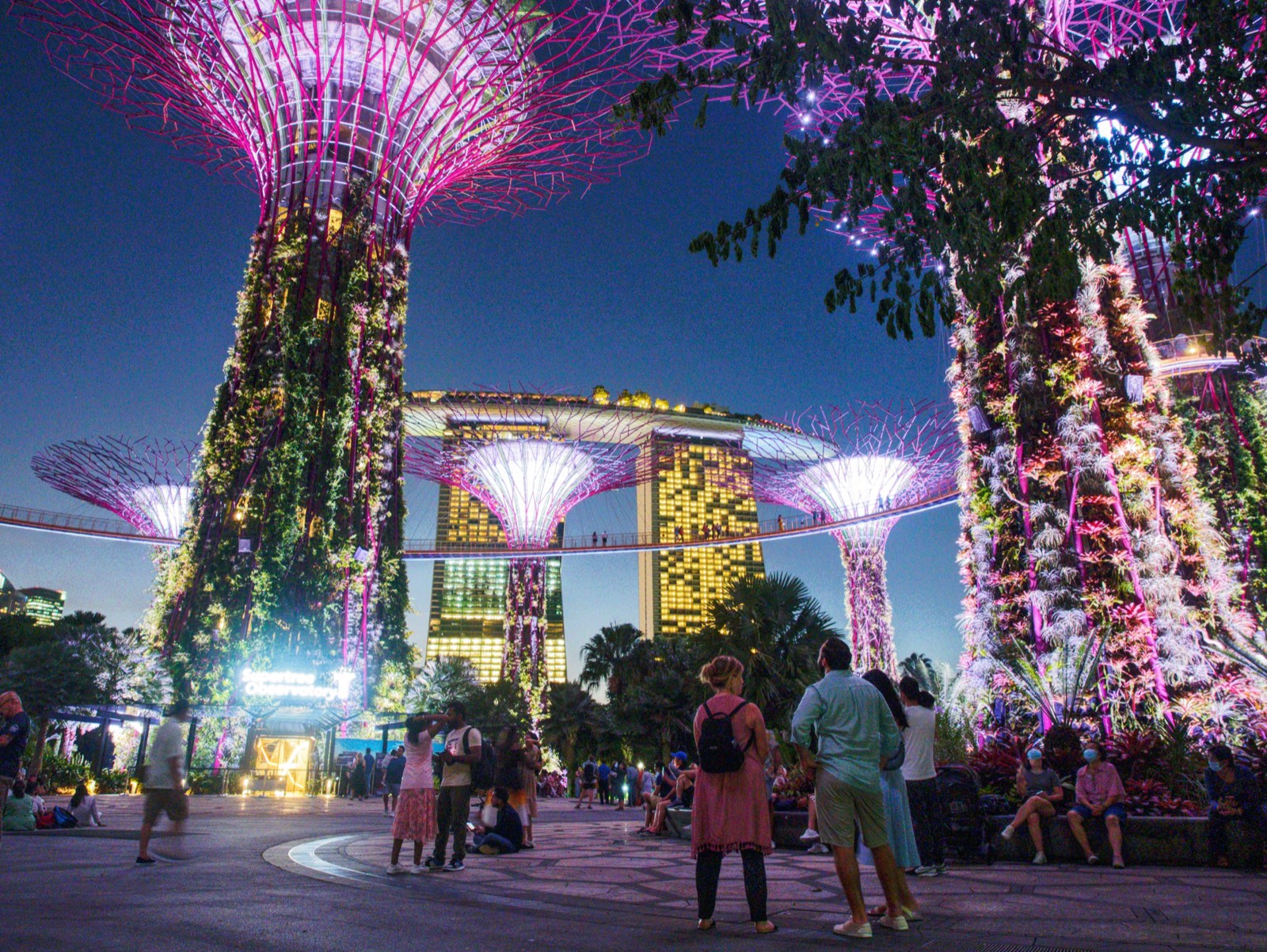 The Supertrees and Marina Bay Sands at Gardens by the Bay at night